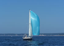 Blue Bird/Morris 36