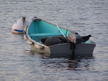 Doug Pope's skiff