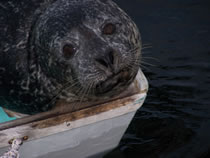 Stow-away on Doug's skiff