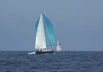 Blue Bird