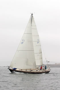 Blue Bird, Morris 36